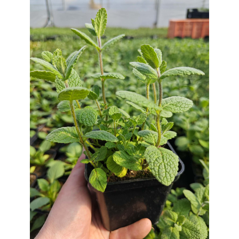 Mięta jabłkowa – aromatyczne sadzonki ziół do uprawy