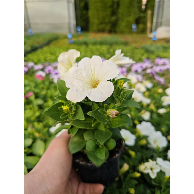 Petunia biała – sadzonki kwiatów do ogrodu i doniczek