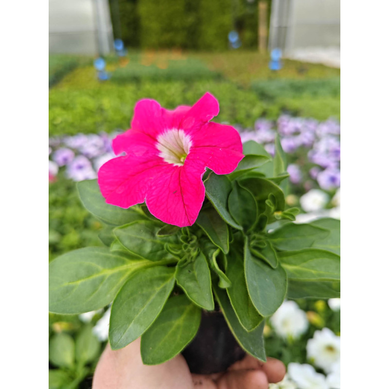 Petunia różowa – sadzonki kwiatów do ogrodu i doniczek
