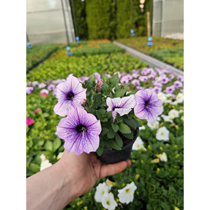 Petunia fioletowa – sadzonki kwiatów do ogrodu i doniczek