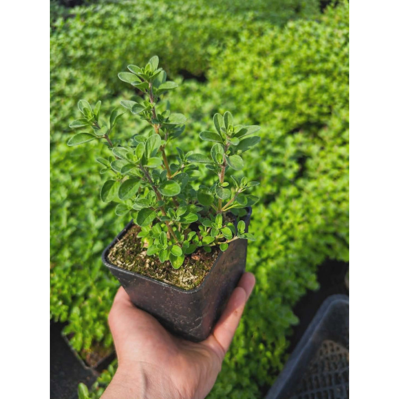 Sadzonki oregano – aromatyczne zioła do uprawy
