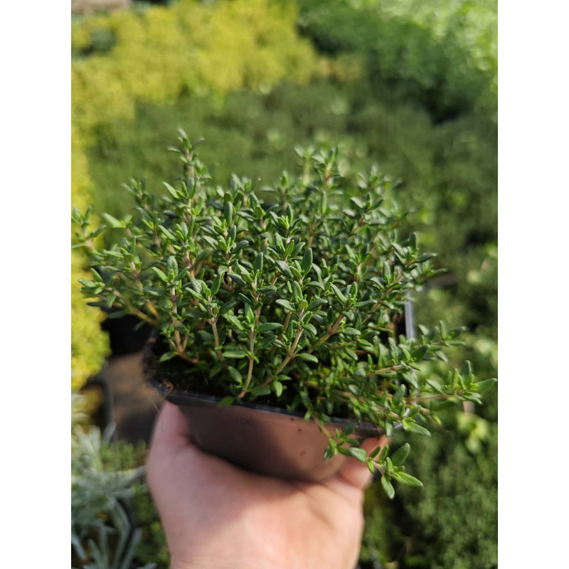 Sadzonki tymianku – aromatyczne zioła do uprawy