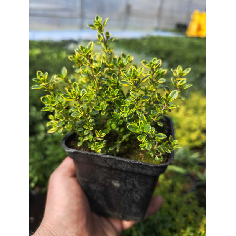 Tymianek cytrynowy – aromatyczne sadzonki do uprawy