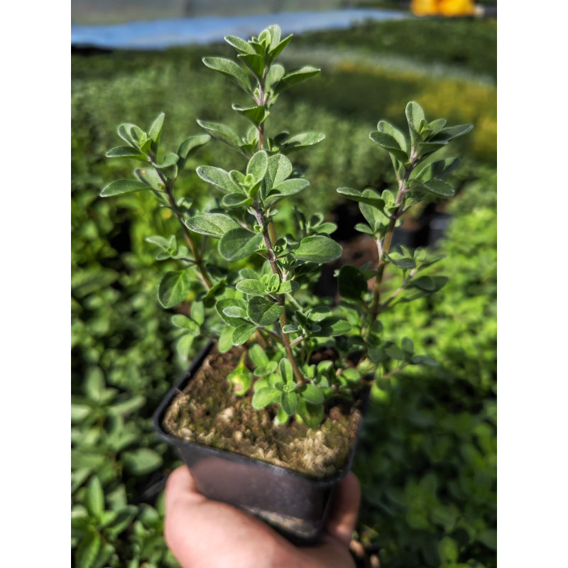 Majeranek – aromatyczne sadzonki ziół do uprawy