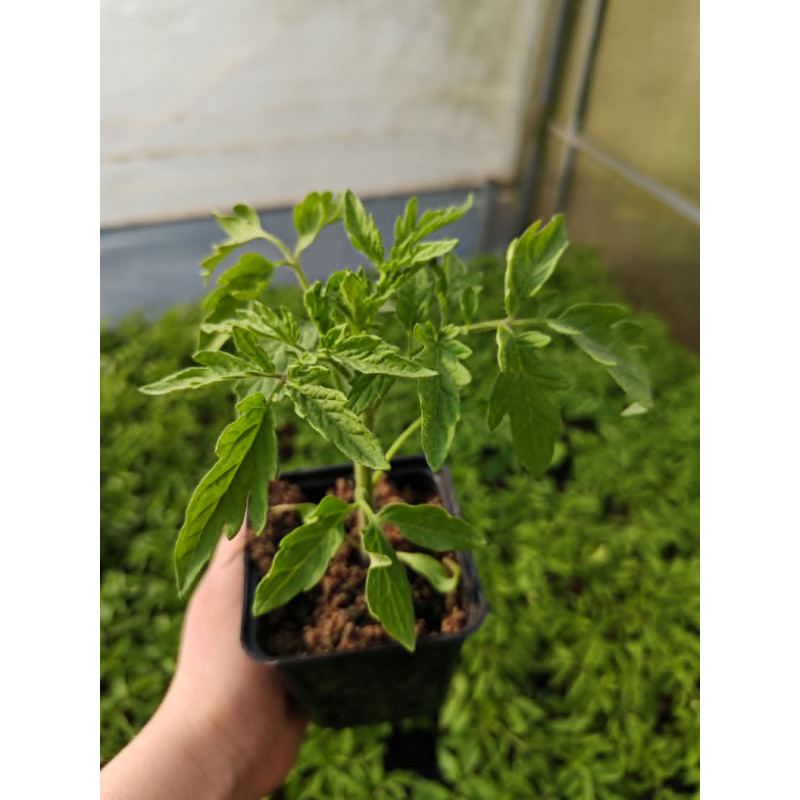 Pomidor Pineapple – zdrowe sadzonki do uprawy